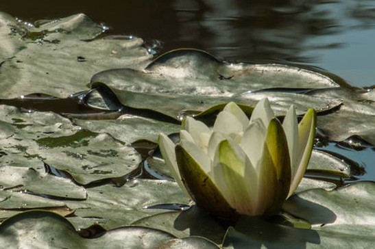 Waterlelie in een vijver