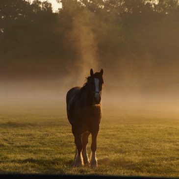 Haiku – eerste zonnestralen door  Christian Ch’an V